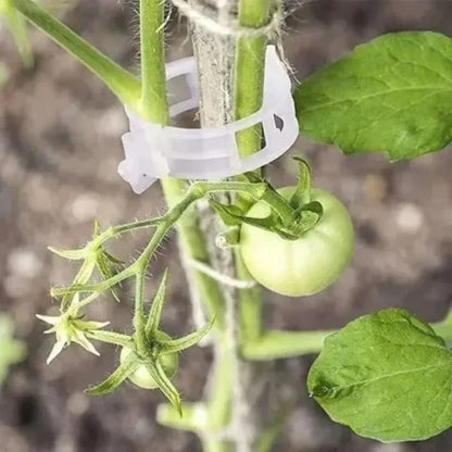 Organic Plant Care Combo | Root Booster + Support Clips
